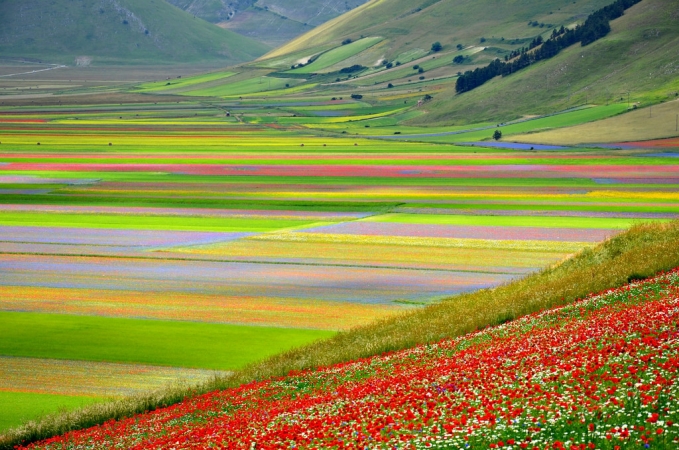 FIORITURA A CASTELLUCCIO E NORCIA - PARTITO 