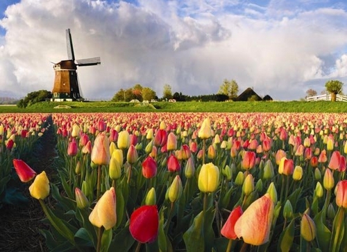 PASQUA IN OLANDA CON LA FIORITURA DEI TULIPANI  Tour Estero